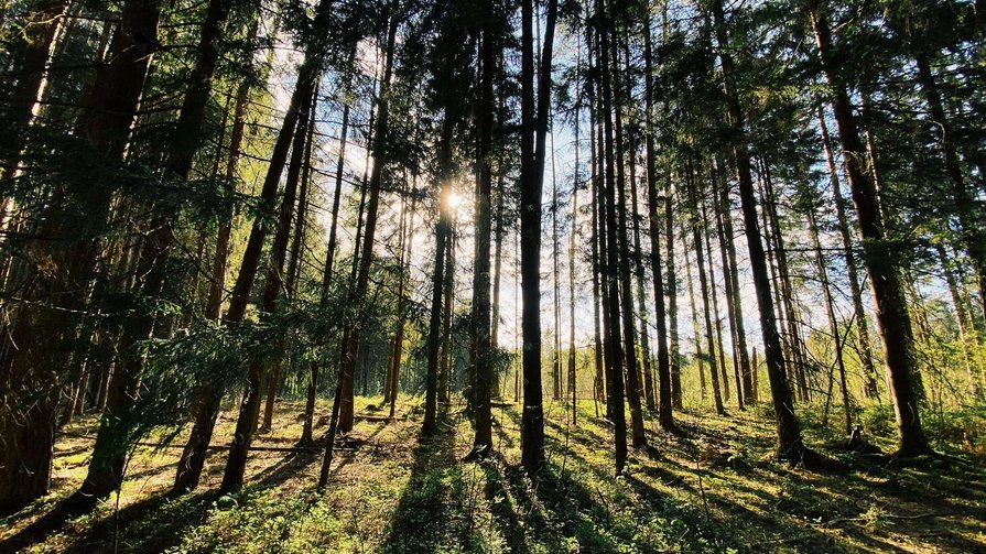 Forest bathing - "Shinrin Yoku” Forest bathing - "Shinrin Yoku”